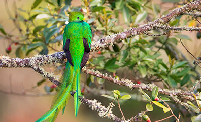 Der Quetzal ist ein grün- und scharlachrot gefärbter Vogel aus der Familie der Trogone
