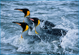 Königspinguine kommen nach dem Fischfang an Land