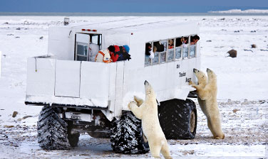 Eisbären beobachten in Churchill und Hundeschlittenfahrt durch die kanadische Tundra