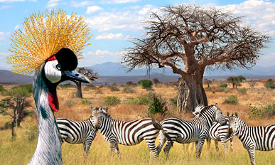 Tansania Rundreise mit Serengeti und Ngorongoro”
