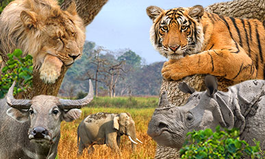 Tigerbeobachtung im Kanha Nationalpark