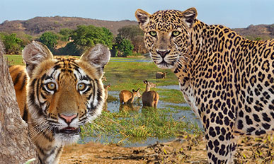 Tiger Safaris in Indien