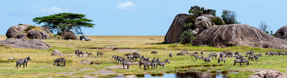 Impalabock auf einer Pirschfahrt im Ngorongoro Krater von Tansania Nilpferd in der Masai Mara auf unserer Kenia- und Tansania-Rundreise