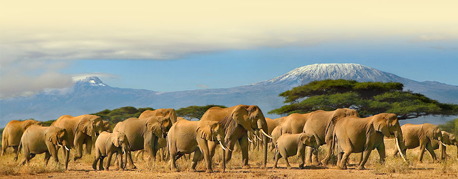 in Amboseli hat man einen traumfaft schönen Blick auf den schneebedeckten Kilimandscharo, den höchsten Berg Afrikas