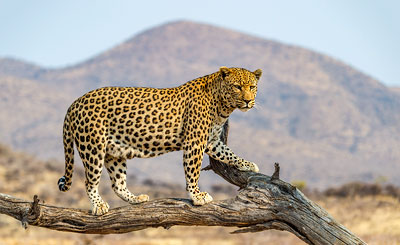 Das Naturschutzgebiet Masai Mara in Kenia ist reich an Löwen, Geparden und Leoparden. Die beste Reisezeit für die Masai Mara ist von Ende Juli bis Anfang November zur großen Migration – die Beutezeit der Großkatzen