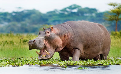 Nilpferd bei einer Bootsfahrt auf dem Naivisha See - die Safari eignet auch gut zum Beobachten von Vögeln, es gibt aber auch Antilopen, Giraffen und Zebras zu sehen.
Der Naivashasee ist der höchstgelegene See im Rift Valley auf einer Höhe von rund 1.884 Meter