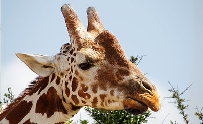Die Rothschild-Giraffe lebt in Uganda und Kenia und kann bis zu 30 Jahre alt werden Die Rothschildgiraffe ist eine von insgesamt acht Giraffenunterarten die in Herden mit bis zu 40 Tieren leben.