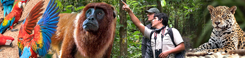 Eine spannende Reise in den Tambopata Nationalpark um Papageien, Aras und Jaguare zu beobachten