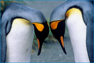 Königspinguine auf unsere Kreuzfahrt Reise in die Antarktis - Fauna-Reisen – Reiseveranstalter