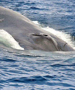 Die Beobachtung von Blauwalen in Europa, Giganten mit einer Körperlänge von bis zu 33 Metern die größten Meeressäuger der Welt, ist ein ganz besonderes Erlebnis.