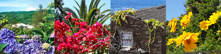 Die Azoren-Inseln sind bekannt für ihre wild wachsenden Hortensien, die blau, weiß, rosa und lila an Weiden, Straßen und vor Häusern leuchten.