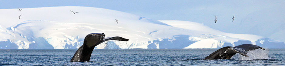 auf der Suche nach Krill tauchen zwei Buckelwale vor dem Schiff auf
