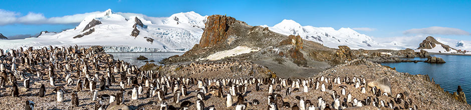 Südgeorgien ist die Heimat von ca. 2.000 Brutpaaren der Zügelpinguine, die auch als Kehlstreifpinguine bezeichnet werden