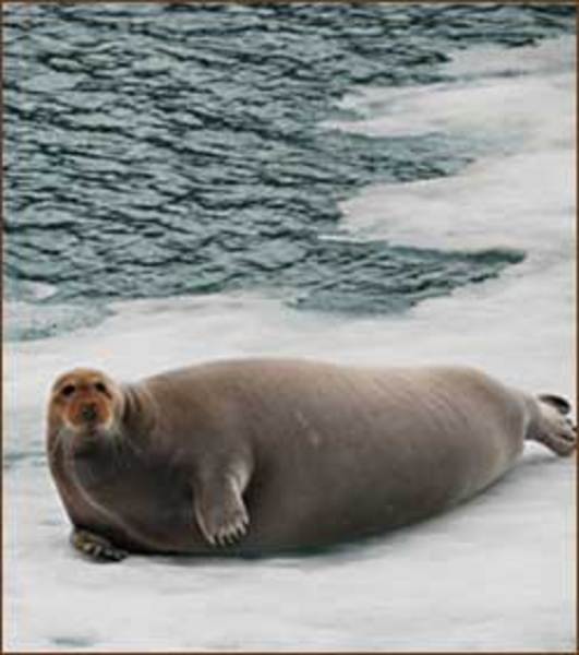 Kreuzfahrten Spitzbergen