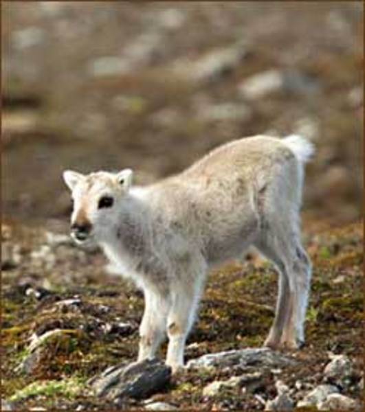 Günstige Spitzbergen-Reise