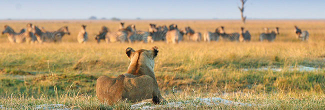 Löwin auf der Jagd in Savuti