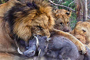 Löwen haben ein Warzenschwein gerisssen