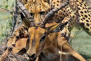 Reisen in das Okavango Delta