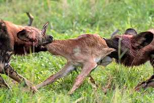 ein Rudel Wildhunde im Chobe Nationalpark