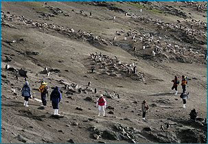 Pinguine auf der Insel Cuverville - Landgang mit Wanderung auf unseren Reisen in die Antarktis - Fauna-Reisen - Reiseveranstalter