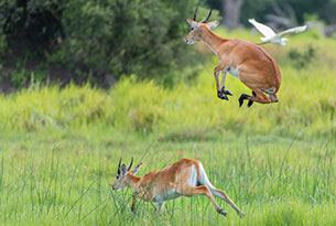 hoch springende Impalas