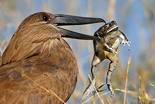 gefangner Frosch auf unserer Flugreise nach Moremi in Botswana