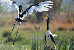 auffliegende Sattelstörche im überschwemmten im Okavango-Delta