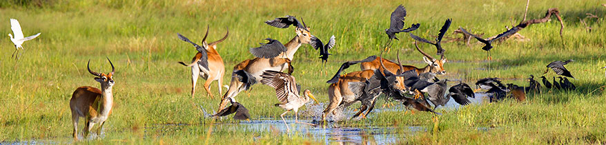 große Elefantenherde am Ufer des Chobe River