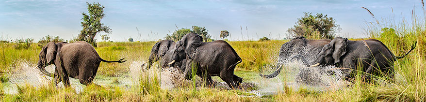 Elefantenherde am Chobe-Fluss
