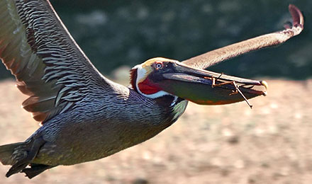 fliegender Braunpelikan mit Nestmaterial im Schnabel