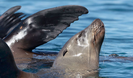Schnorcheln mit Seelöwen in La Paz