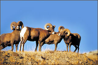 Wildschafe in den Bergen