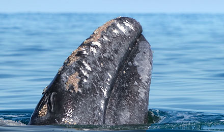 Walkalb wird von Mutter gegen das Boot gedrückt, damit man Wale streicheln kann - nirgends zeigen Wale so eine wenig scheues Verhalten