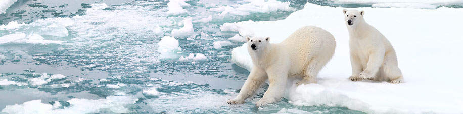Auf Spitzbergen konnten wir vom Deck unseres Schiffes zwei Eisbären beobachten