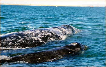 Grauwalmutter mit Jungtier