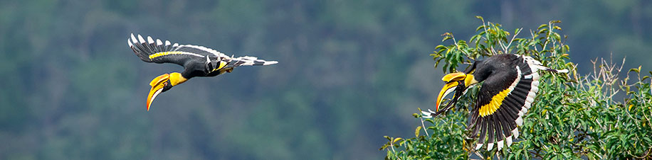 Doppelhornvogel auf Borneo