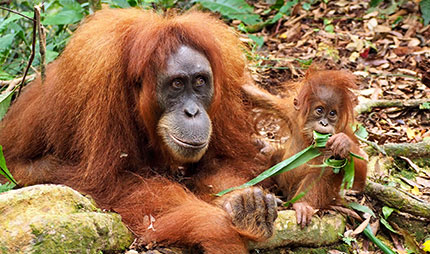Organg Utan mit Baby im Gunung-Leuser-Nationalpark auf Sumatra
