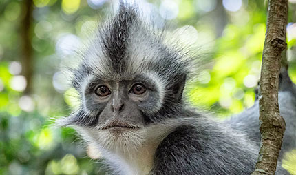 als wir die Orang-Utans beobachten haben schaute uns dieser Thomas-Langur dabei zu