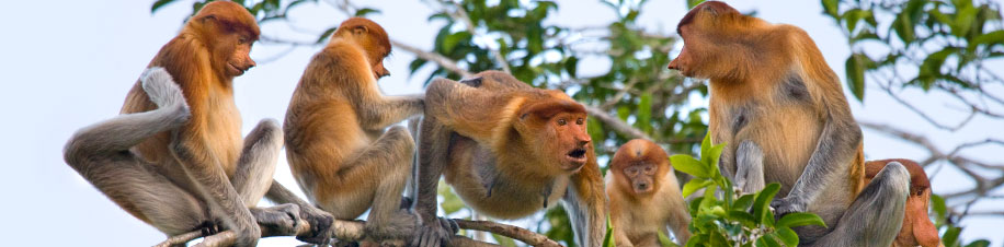 Langnasenaffen auf Borneo