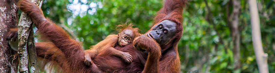 Orang Utan Mutter mit Nachwuchs hängt zwischen zwei Ästen in der Baumkrone