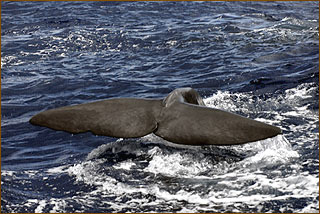 Grauwale beobachten Mexiko