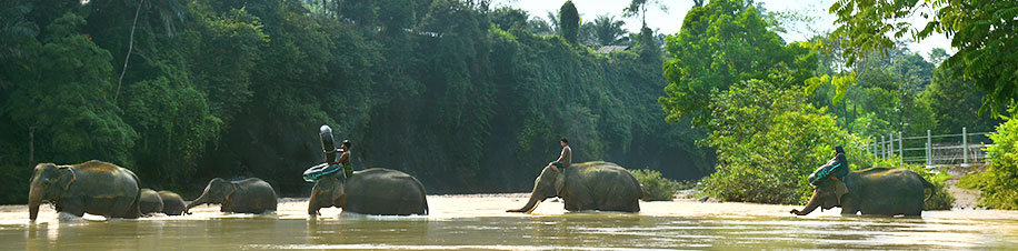 Elefantenherde durchquert den Fluss in Tangkahan