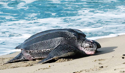 Große Lederschildkröte kommt an den Matura Beach zur Eiablage