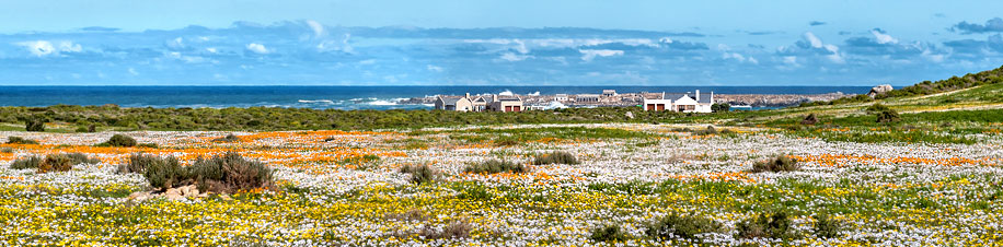 Südafrika Reise zur Blütezeit der Fynbos-Vegetation Blütenpracht im Postberg Naturreservat