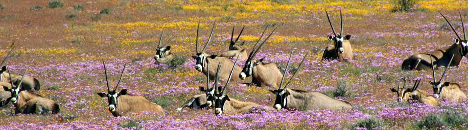 Namaqualand ist eine Region in Südafrika und Namibia beiderseits des Unterlaufs des Oranje