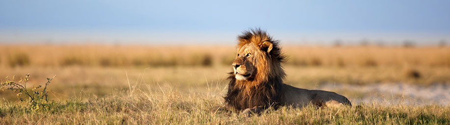 Ein stattlicher Löwe in der Savanne des Kgalagadi-Nationalparks