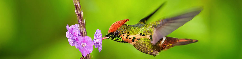 Die vielen Kolibris auf Trinidad & Tobago, es gibt 17 verschiedene Arten, sind einfach wunderschön