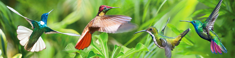Trinidad Tobago Reisen mit Kolibris fotografieren