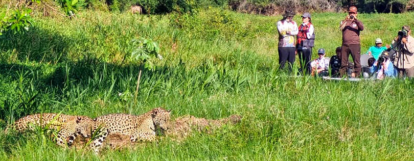 Touristen fotografieren aus zu naher Distanz Jaguare im Pantanal