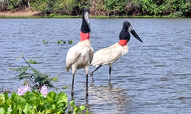 Zwei große Jabiru Störche